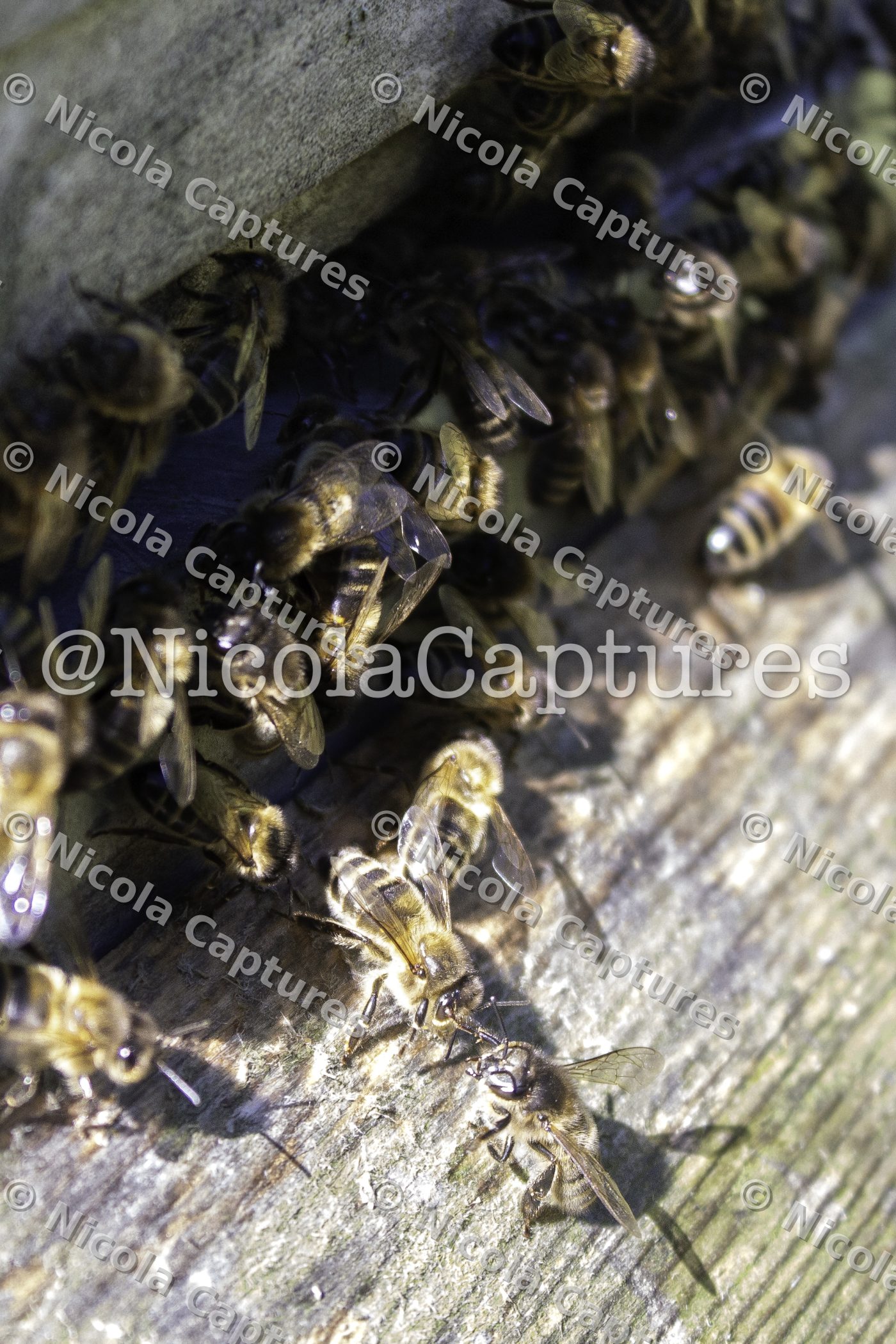bees fb -1-38