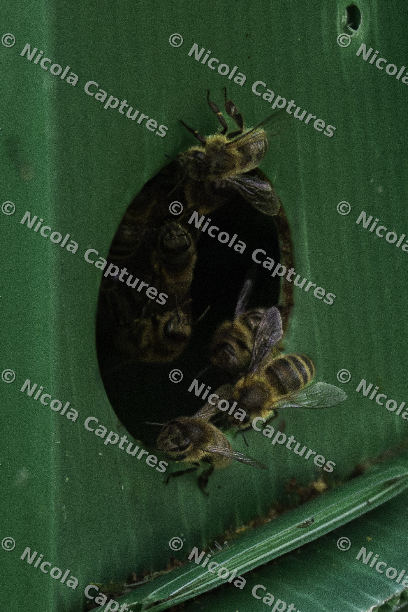 bees-1-15