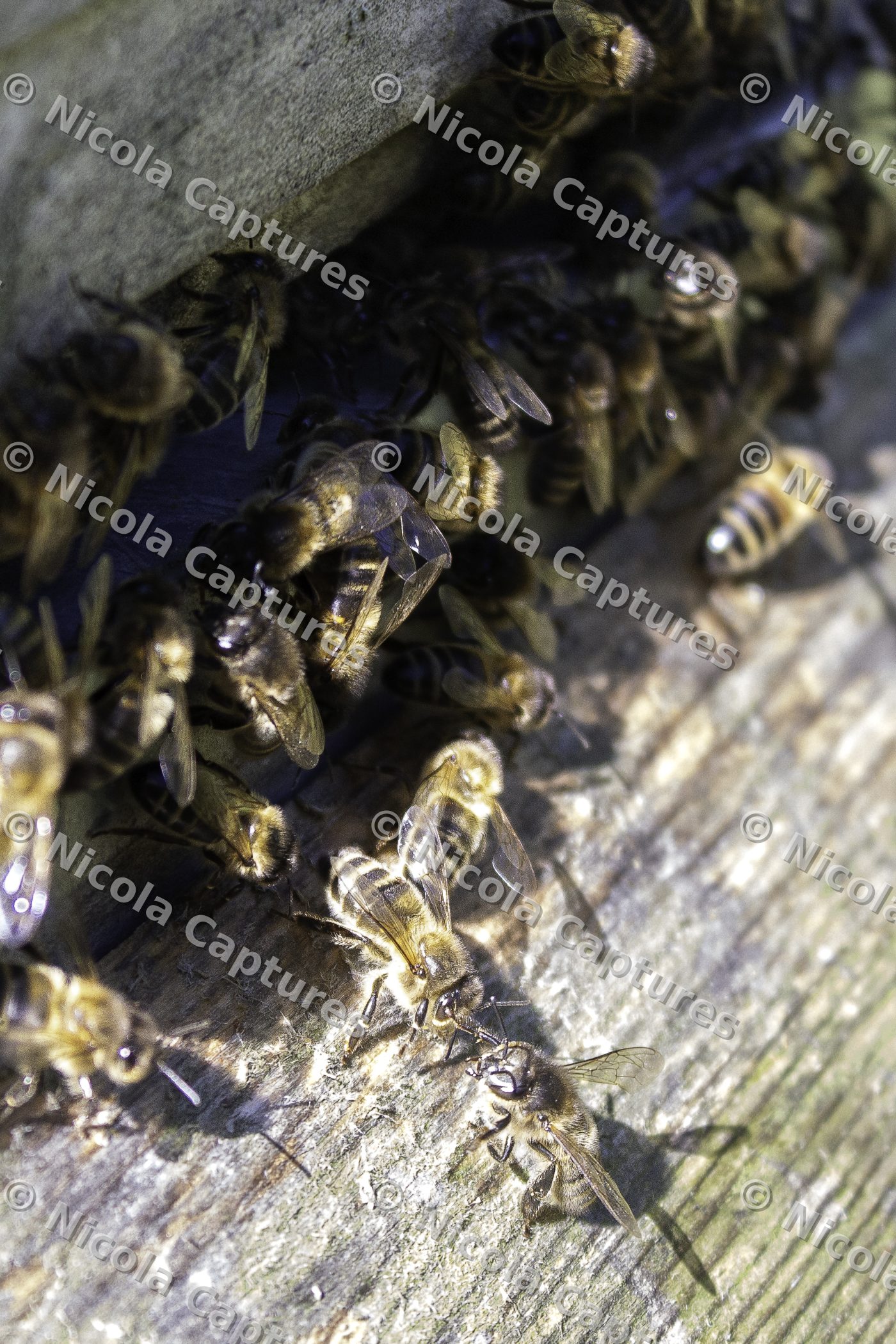 bees-1-11