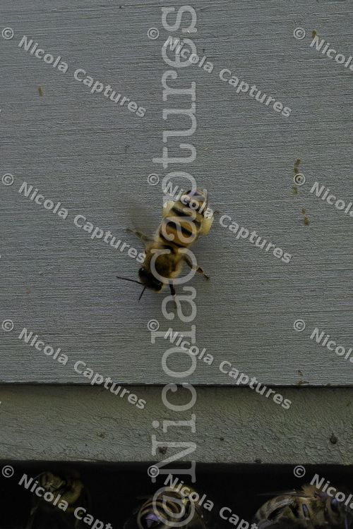 bees fb -1-24