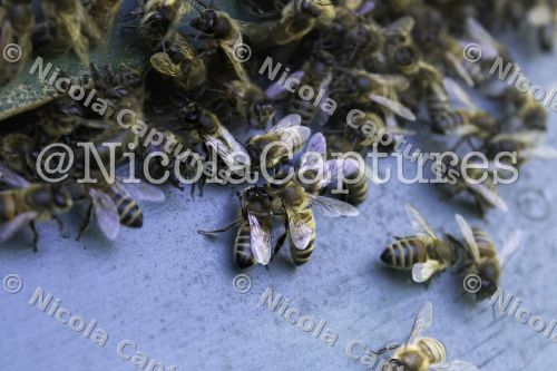 bees fb -1-40