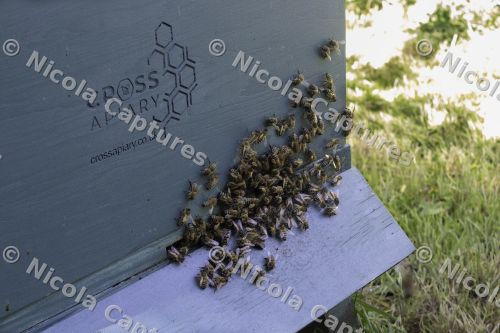 bees-1-7