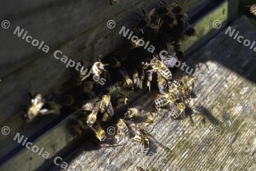 bees-1-10
