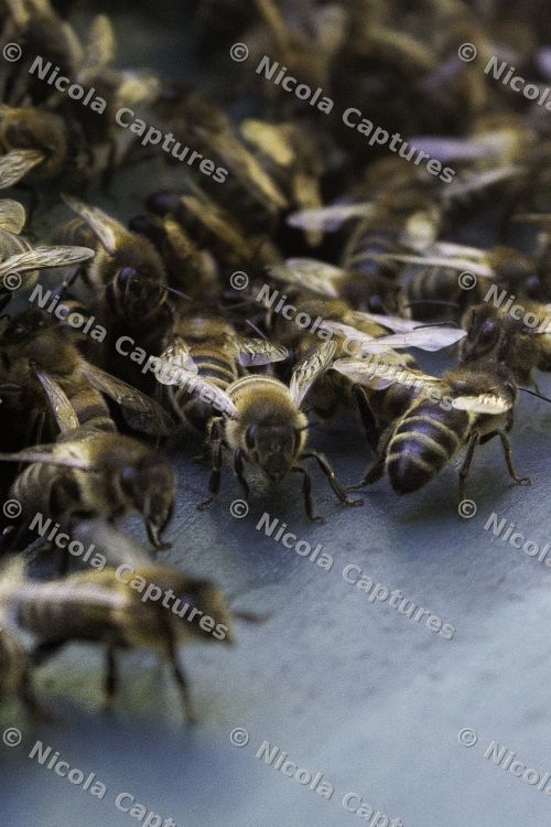 bee-1