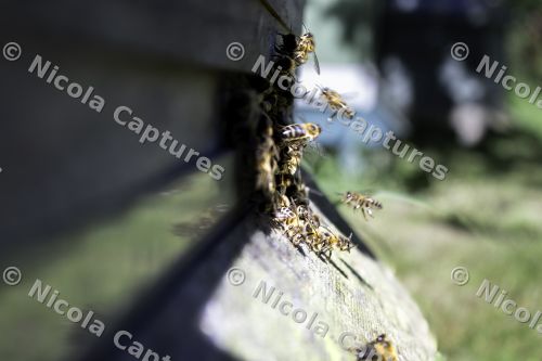 bees-1-12