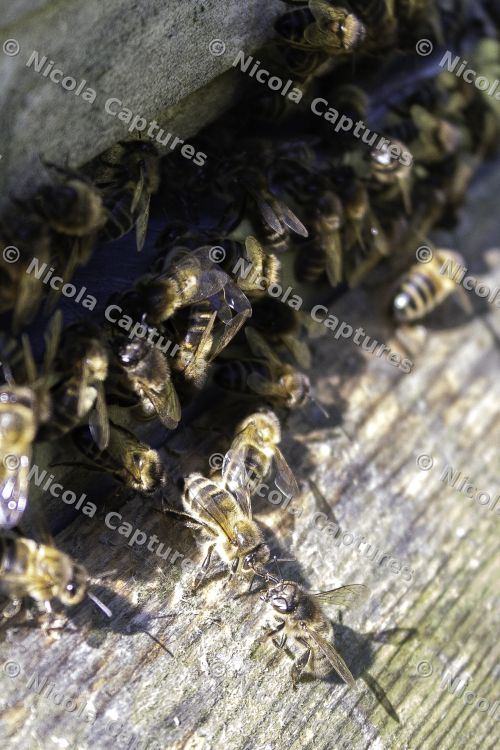 bees-1-11