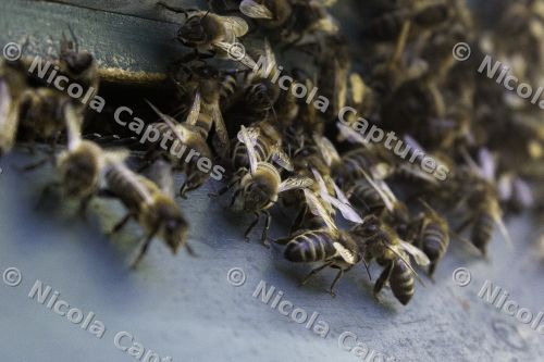 bee-1-2